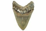 Serrated, Fossil Megalodon Tooth - North Carolina #275212-1